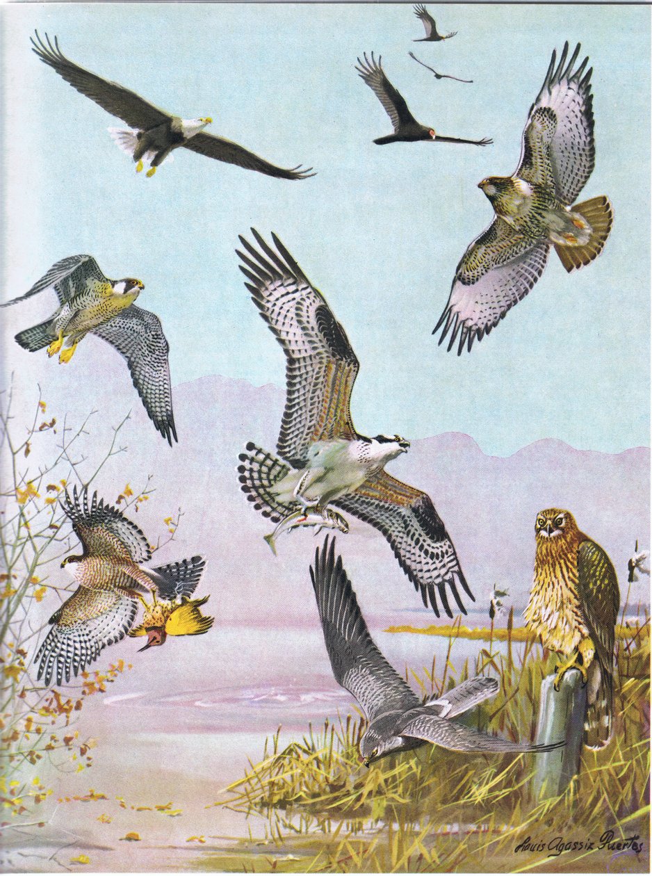 Bald Eagle, Turtle Vulture, Eastern Red Tailed Hawk, Duck Hawk, American Osprey, Marsh Hawk af Louis Agassiz Fuertes