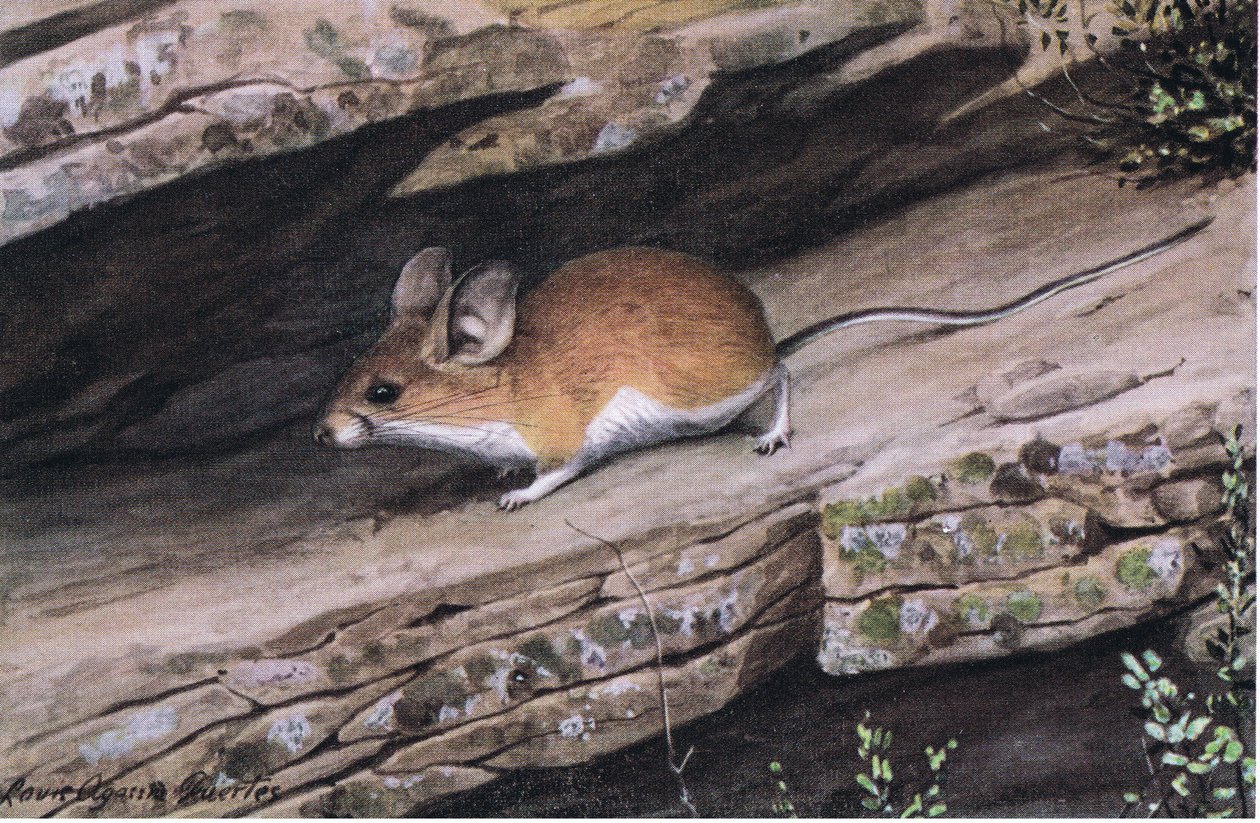 Big Eared Pinion Mouse repræsenterer den hvidfodede klan i de forrevne kløfter i sydvest af Louis Agassiz Fuertes