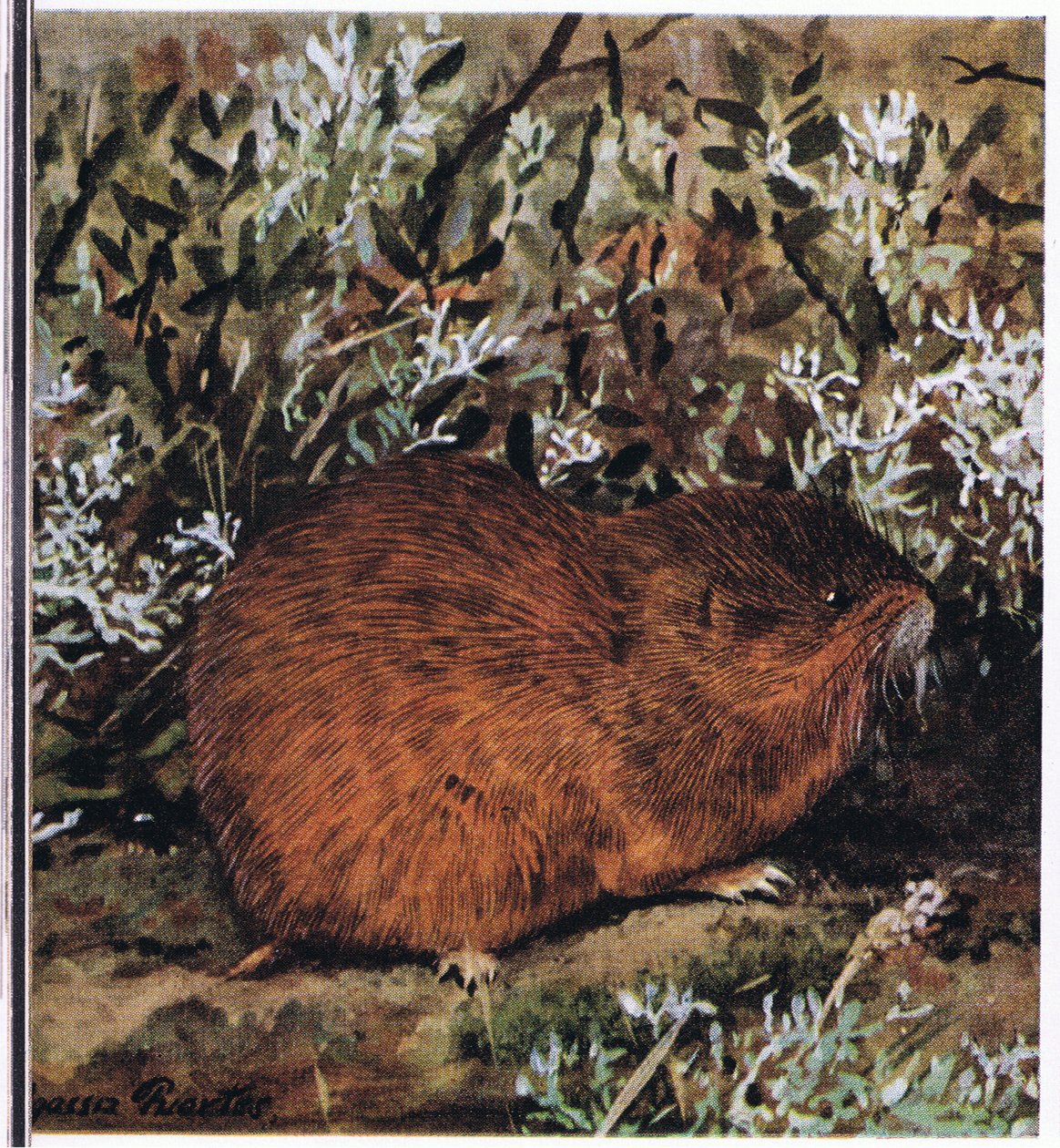 Brown Lemming, en kraftig gnaver, der lever i en honningkage af tunneler af Louis Agassiz Fuertes