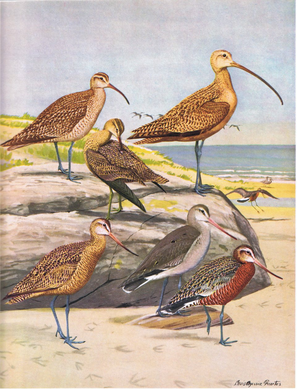 Hudsonskrølle, Eskimoskrølle, Langnæbbet Curlew, Marmored Storwit, Hudsonsk Sporte af Louis Agassiz Fuertes