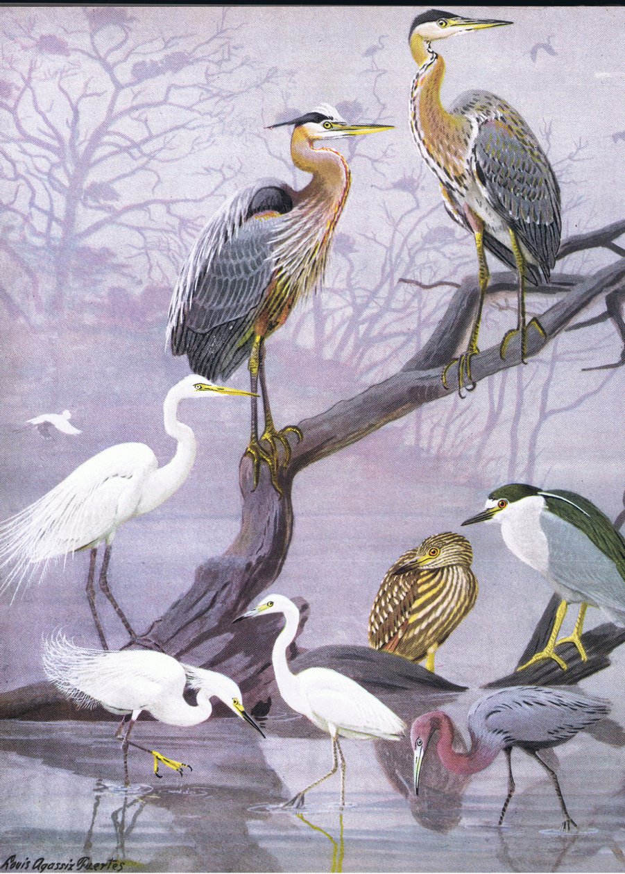 Illustration fra pubben The Natural History of American Birds of Eastern and Central North America. af Bramhall House c.1970 af Louis Agassiz Fuertes