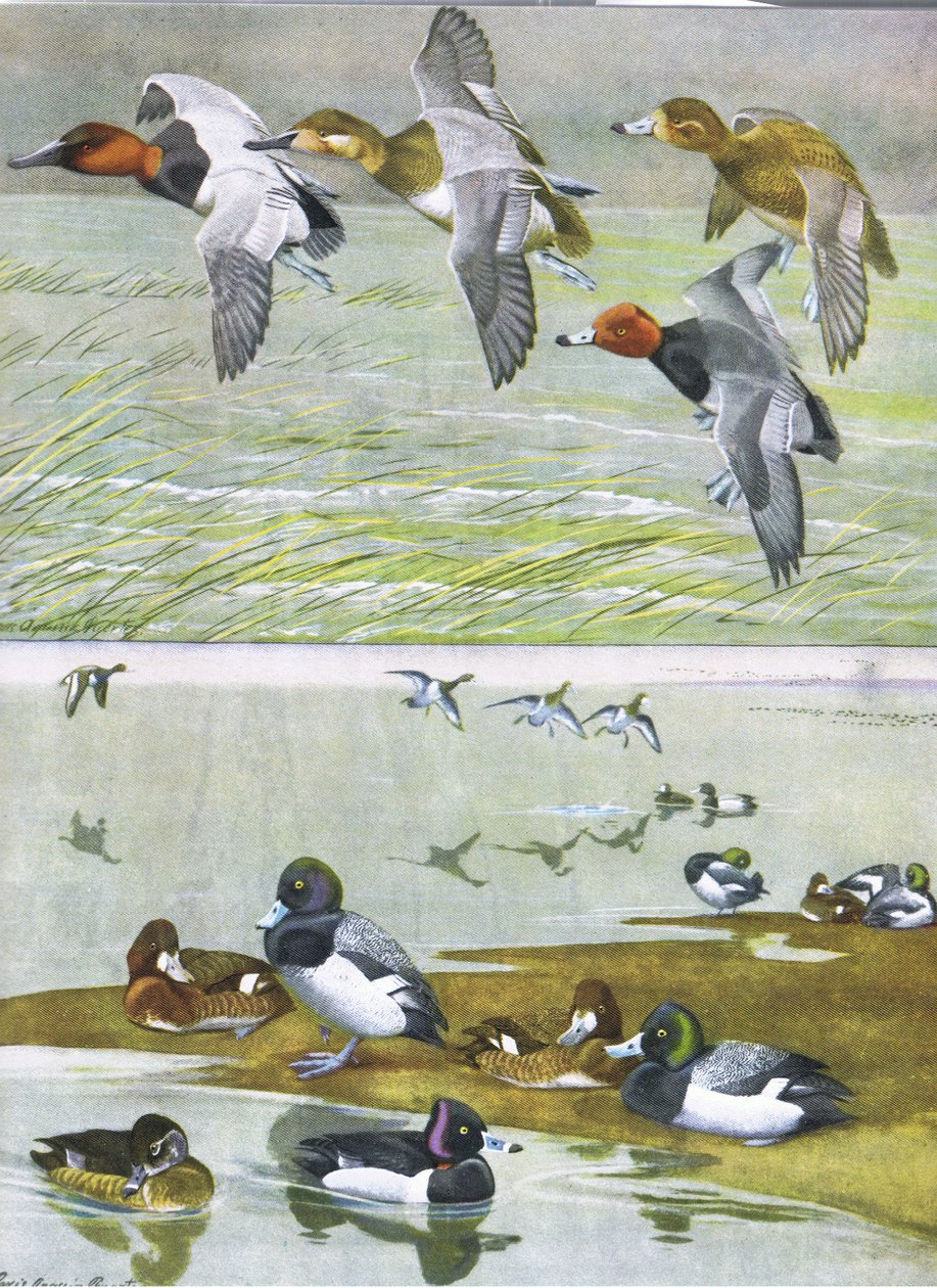 Illustration fra pubben The Natural History of American Birds of Eastern and Central North America. af Bramhall House c.1970 af Louis Agassiz Fuertes