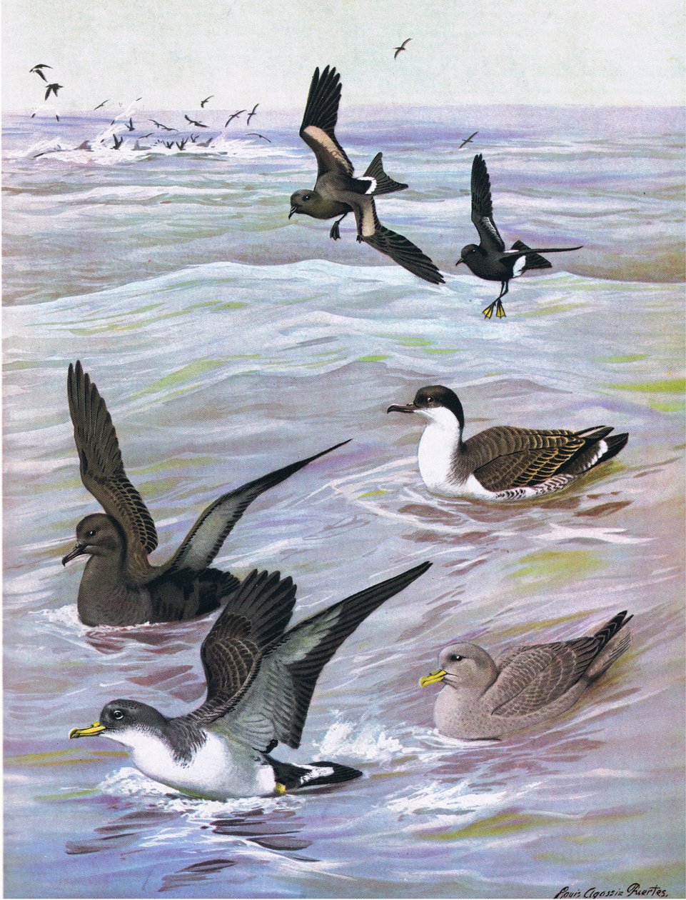 Illustration fra pubben The Natural History of American Birds of Eastern and Central North America. af Bramhall House c.1970 af Louis Agassiz Fuertes