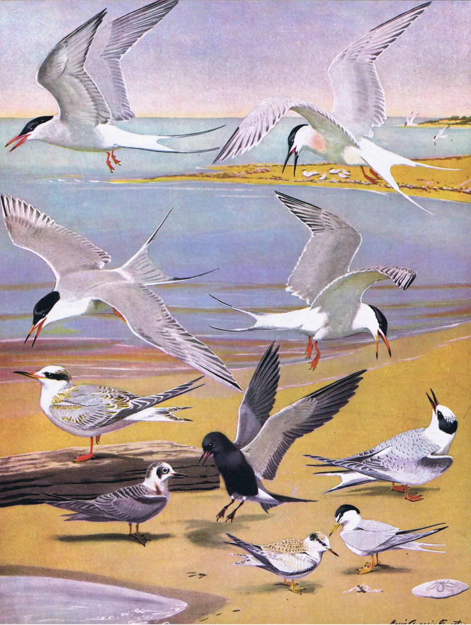 Illustration fra pubben The Natural History of American Birds of Eastern and Central North America. af Bramhall House c.1970 af Louis Agassiz Fuertes