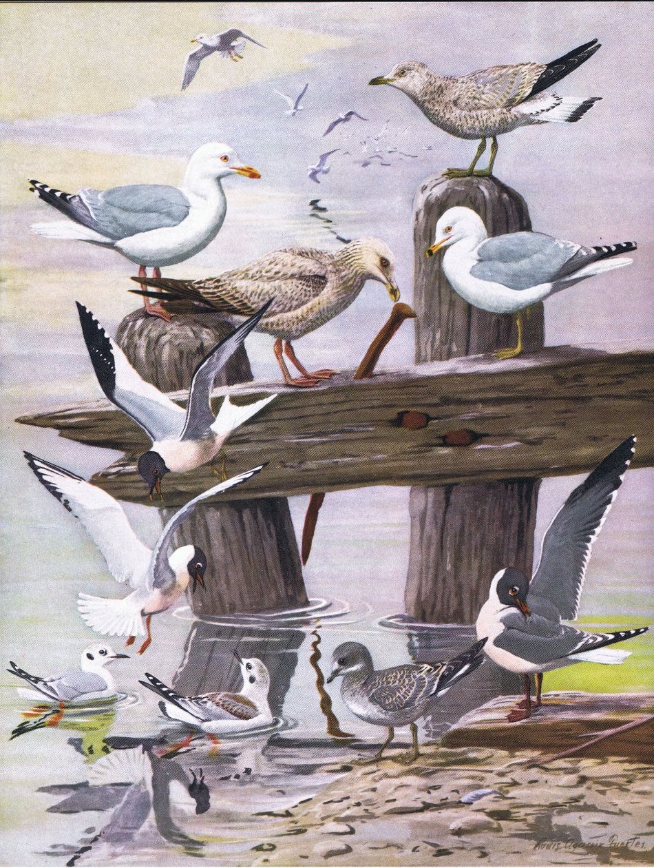 Illustration fra pubben The Natural History of American Birds of Eastern and Central North America. af Bramhall House c.1970 af Louis Agassiz Fuertes