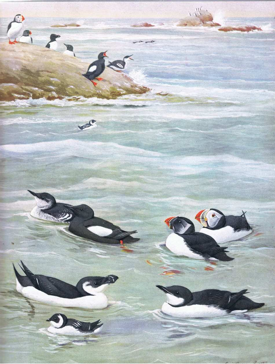 Illustration fra pubben The Natural History of American Birds of Eastern and Central North America. af Bramhall House c.1970 af Louis Agassiz Fuertes