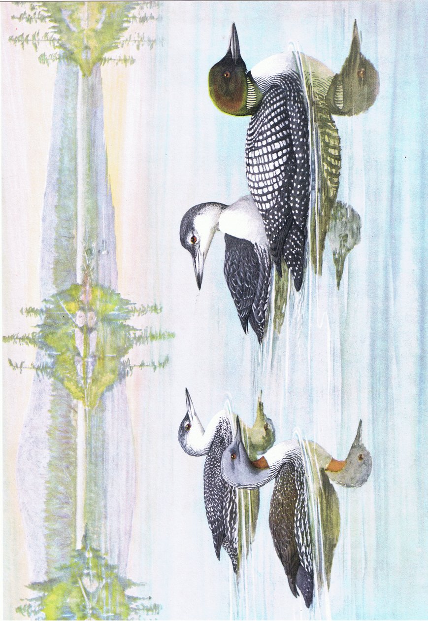 Illustration fra pubben The Natural History of American Birds of Eastern and Central North America. af Bramhall House c.1970 af Louis Agassiz Fuertes