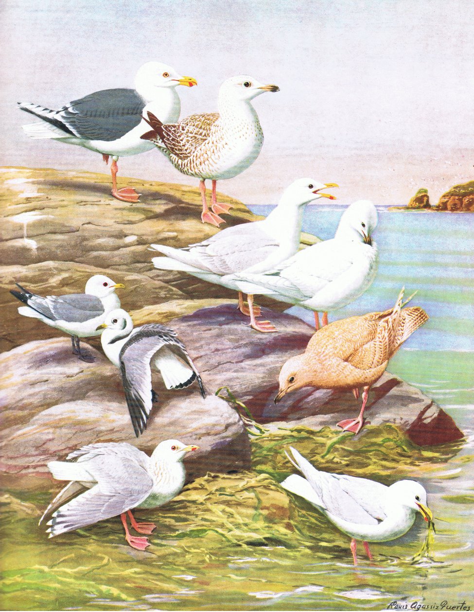 Illustration fra pubben The Natural History of American Birds of Eastern and Central North America. af Bramhall House c.1970 af Louis Agassiz Fuertes