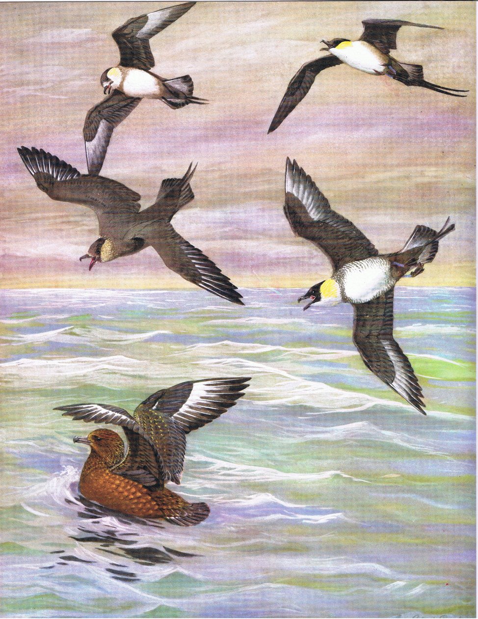 Illustration fra pubben The Natural History of American Birds of Eastern and Central North America. af Bramhall House c.1970 af Louis Agassiz Fuertes