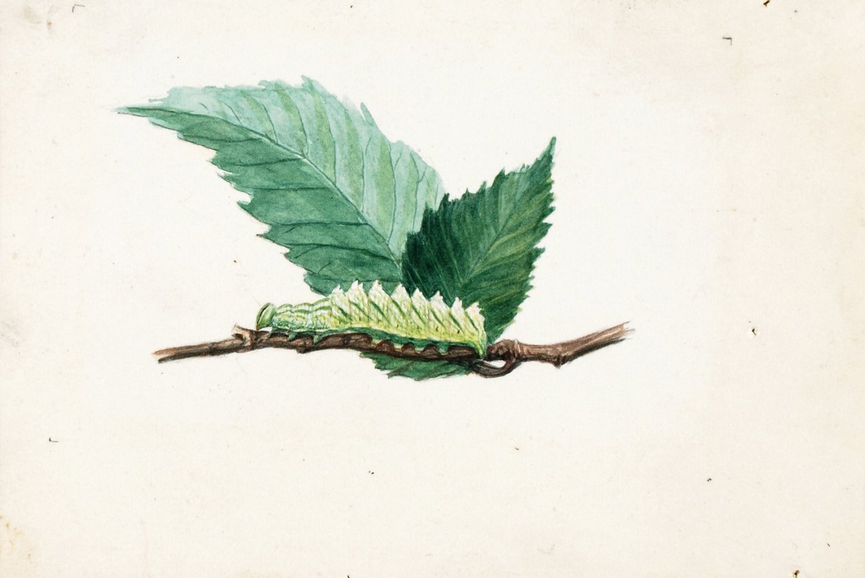 Jagged Leaf Edge Caterpillar, studie til bogen Concealing Coloration in the Animal Kingdom (Skjult farve i dyreriget) af Louis Agassiz Fuertes