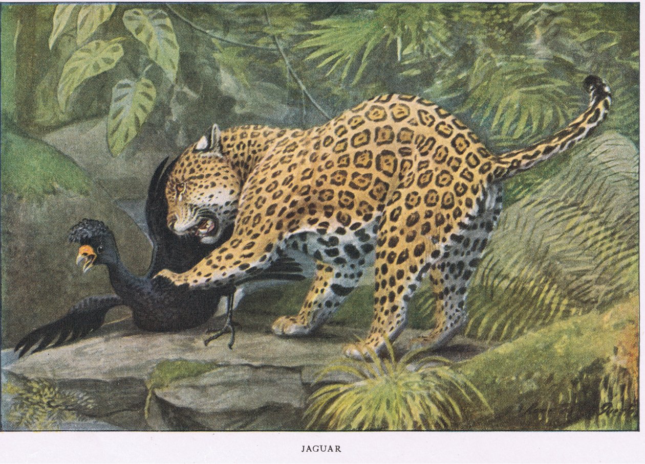 Jaguar af Louis Agassiz Fuertes
