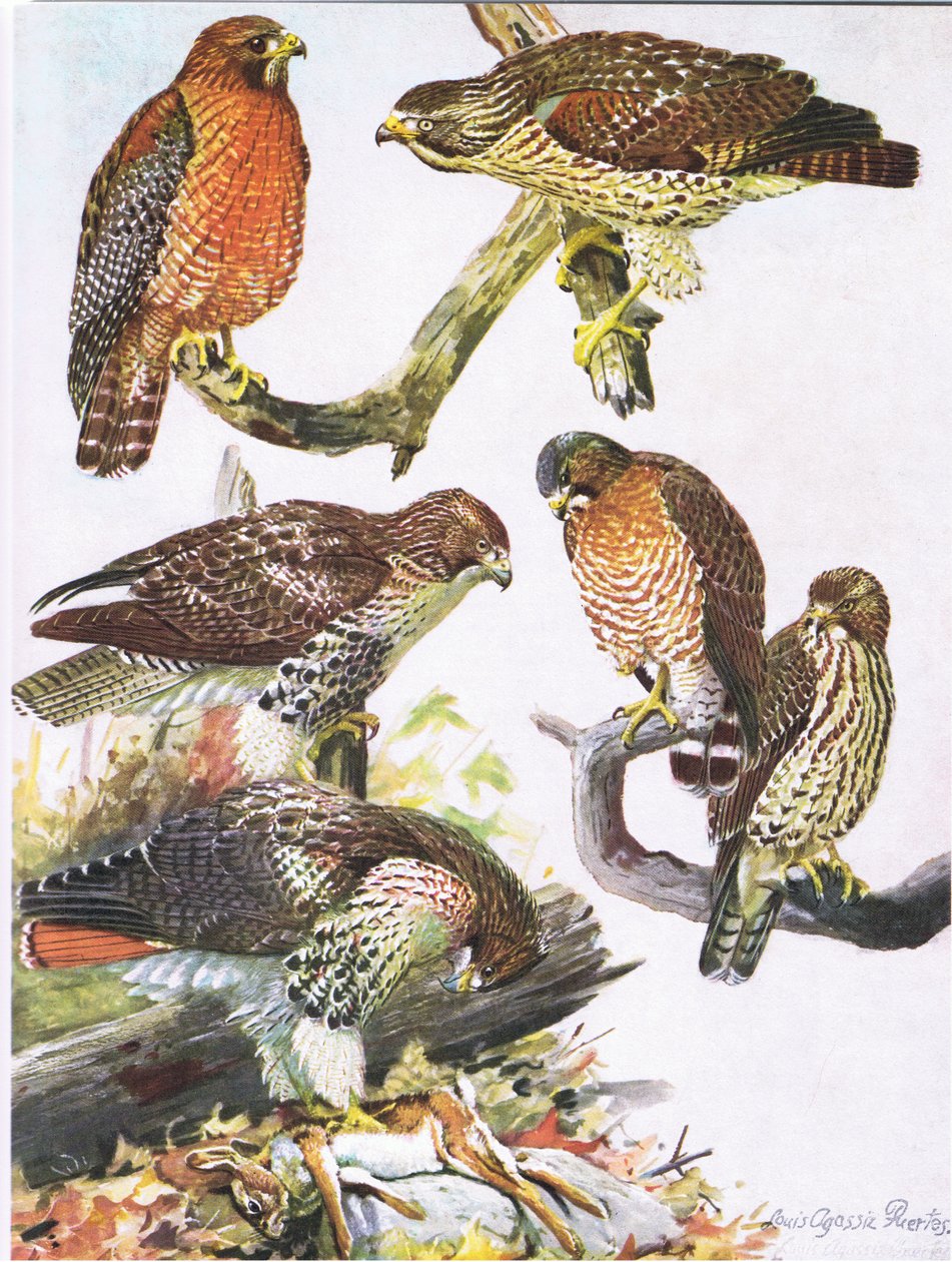 Northern Red Shouldered Hawk, Eastern Red Tailed Hawk, Broad Winged Hawk af Louis Agassiz Fuertes