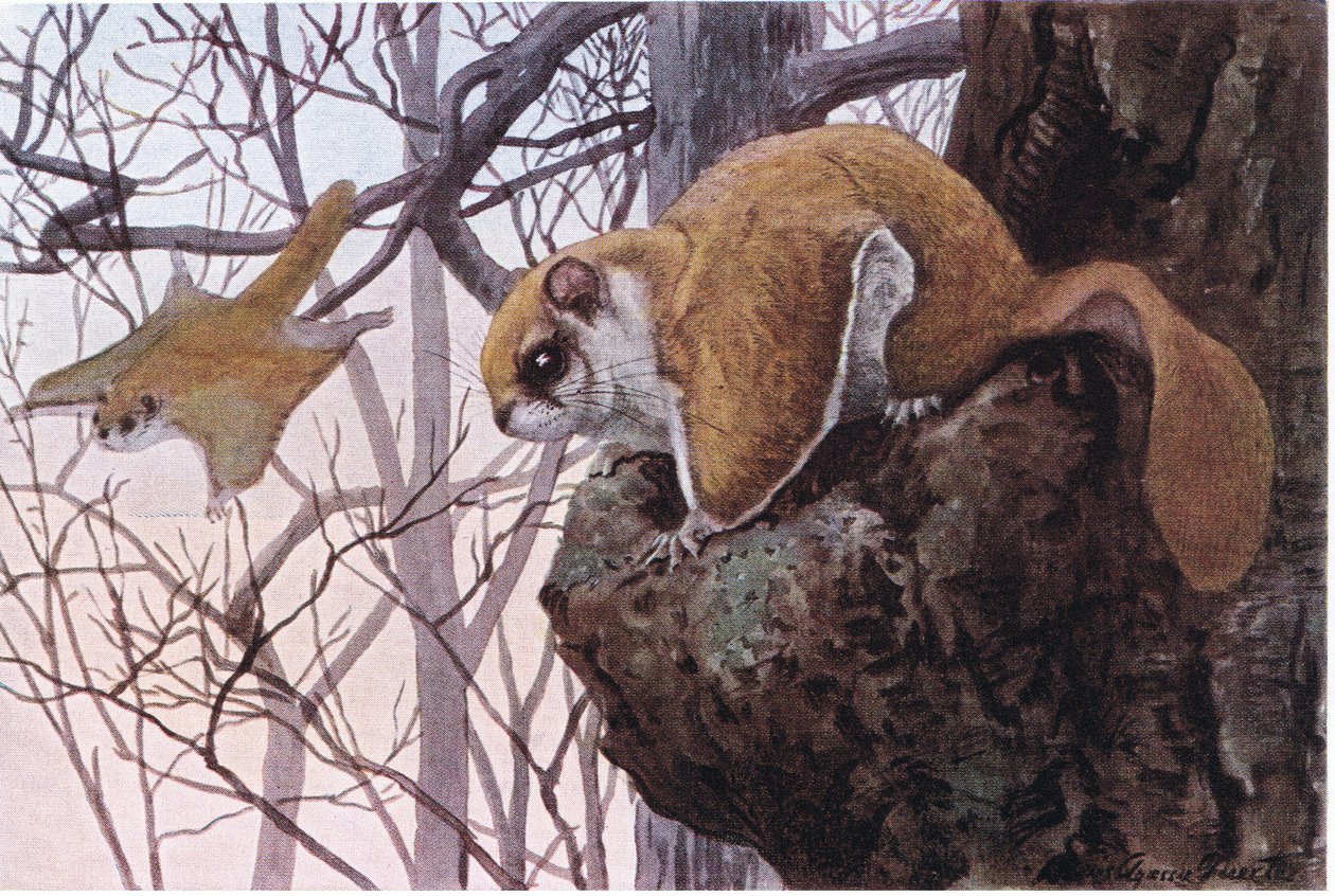 Southern Flying Squirrel har glidende membraner af Louis Agassiz Fuertes