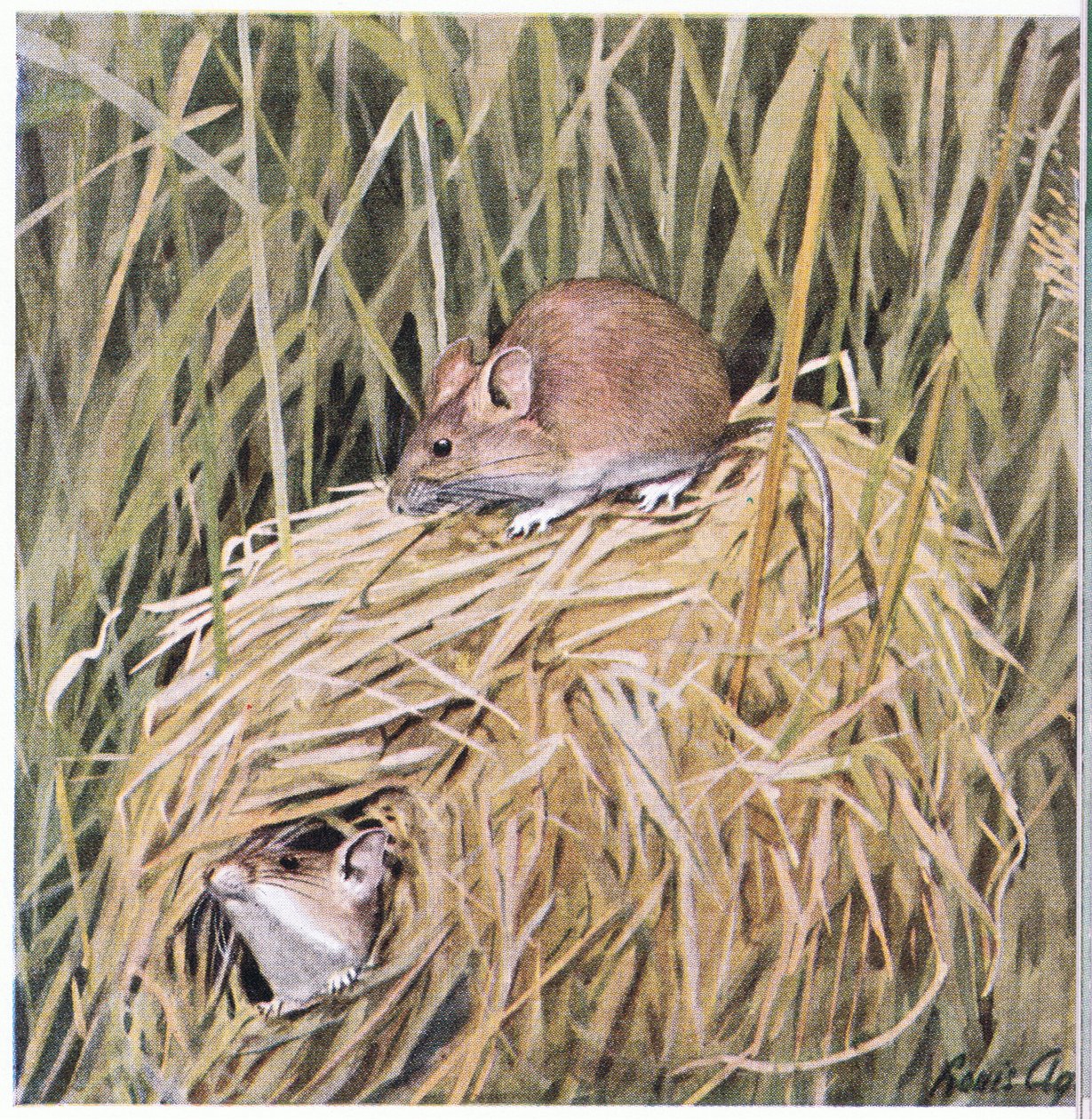 Western Harvest Mouse lever og yngler i en græsklædt rede af Louis Agassiz Fuertes