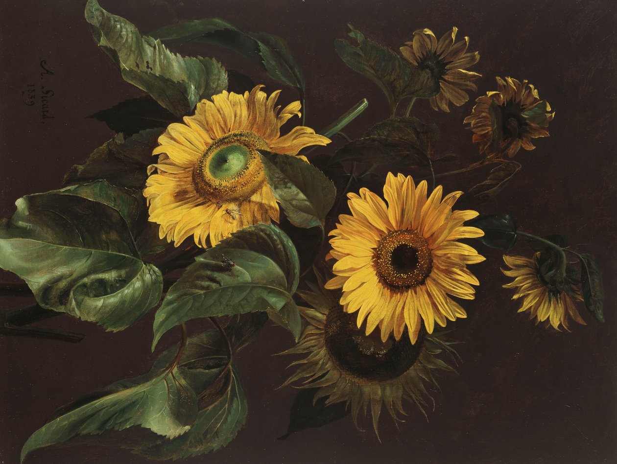 Solsikker, 1839 af Louis Apollinaire Sicard