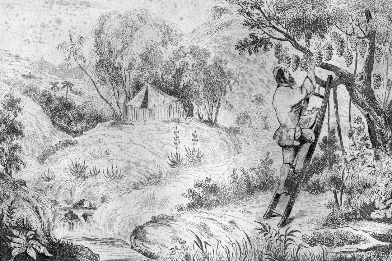 Jeg havde mere end to hundrede klynger... indgravering efter M. de Sainsons tegning til Daniel Defoes Bog (De foe) "Robinson Crusoe"" fransk udgave af 1837. af Louis Auguste de Sainson