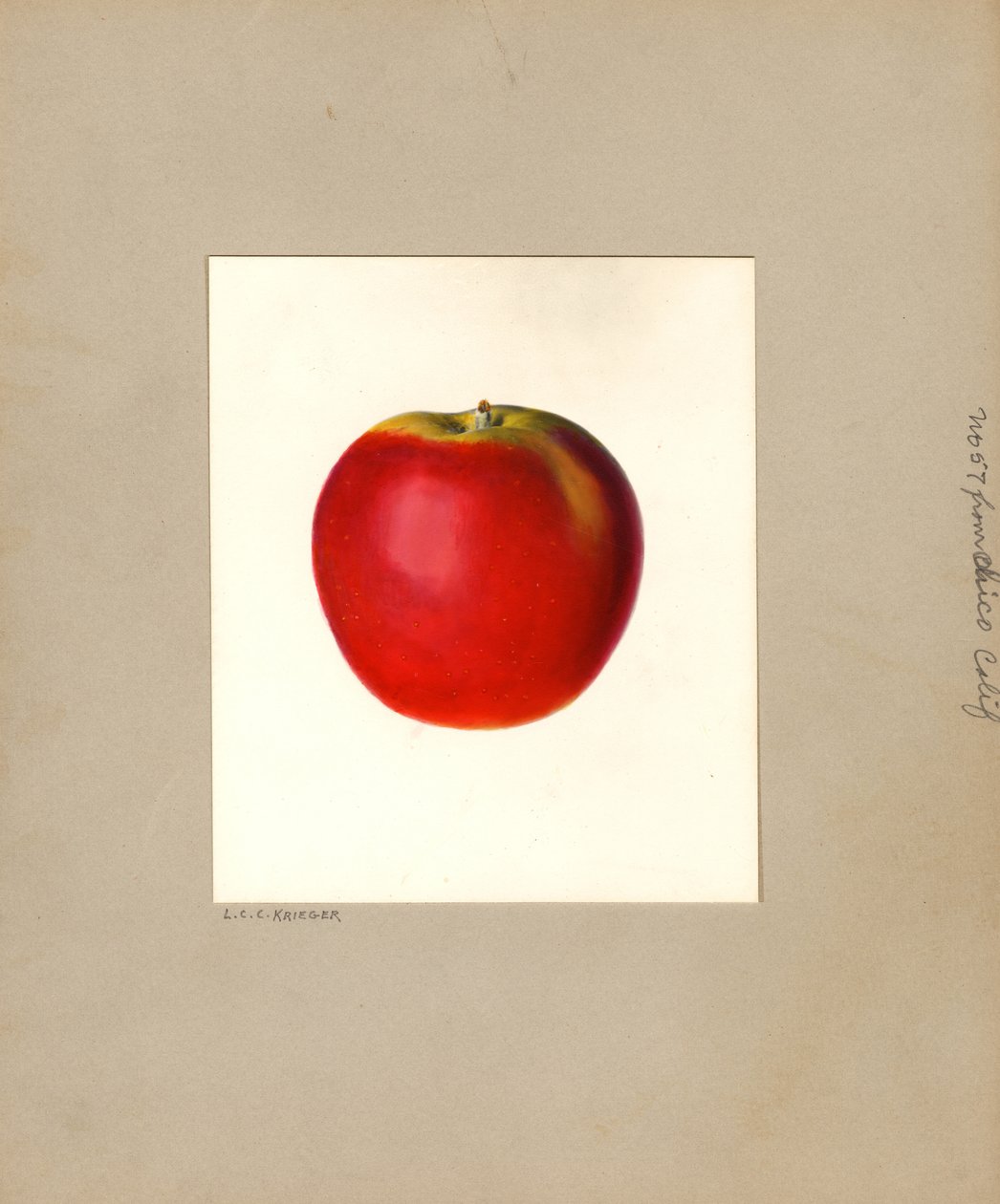 Æble (Malus domestica: nr. 57) (akvarel) af Louis Charles Christopher Krieger