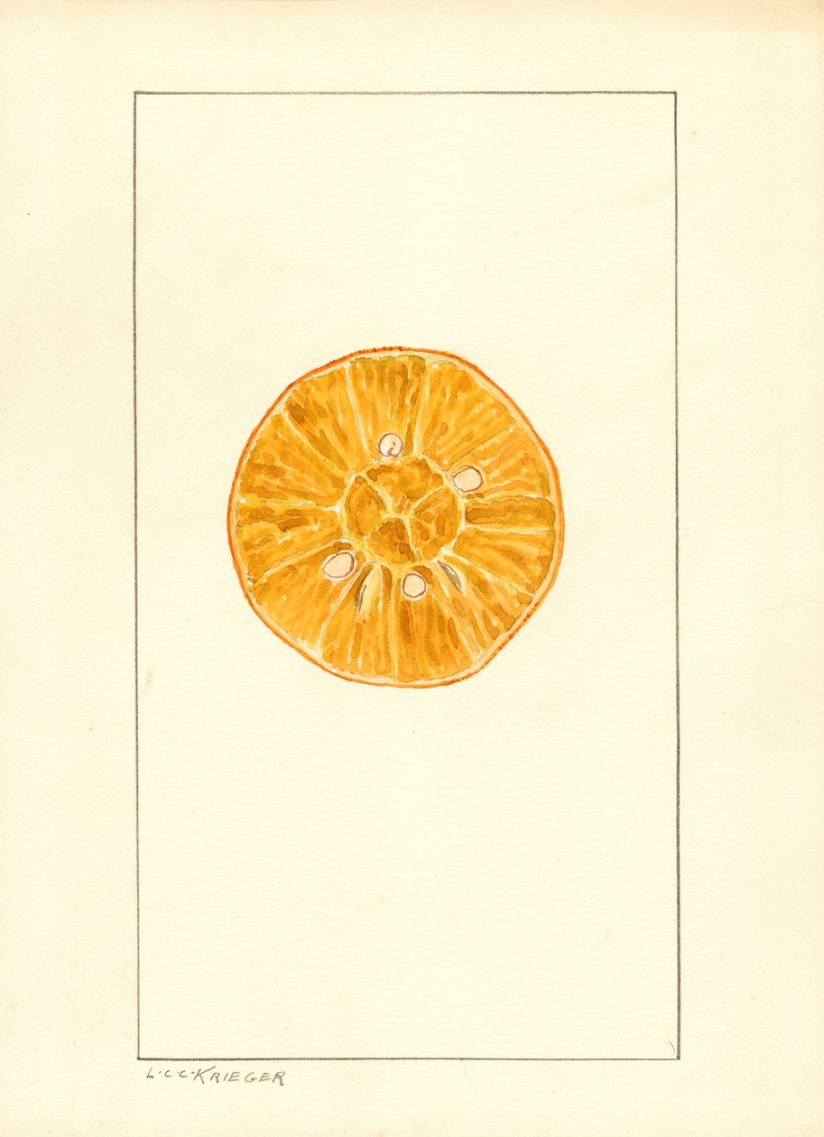 Appelsin (Citrus sinensis) (vandfarve) af Louis Charles Christopher Krieger