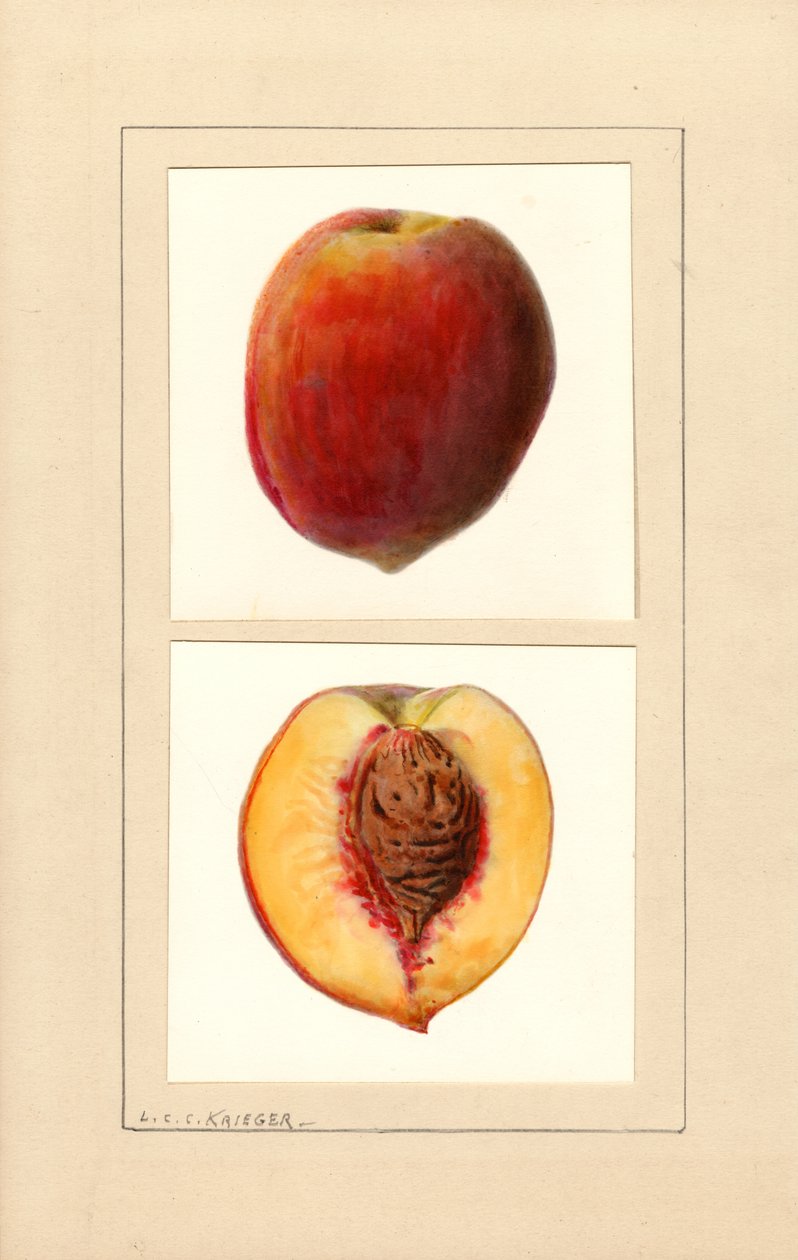 Ferskner (Prunus persica: Nummer 10) (akvarel) af Louis Charles Christopher Krieger