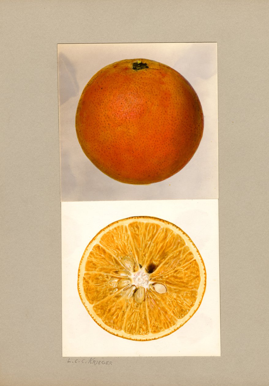 Ananas Appelsin (Citrus sinensis) af Louis Charles Christopher Krieger