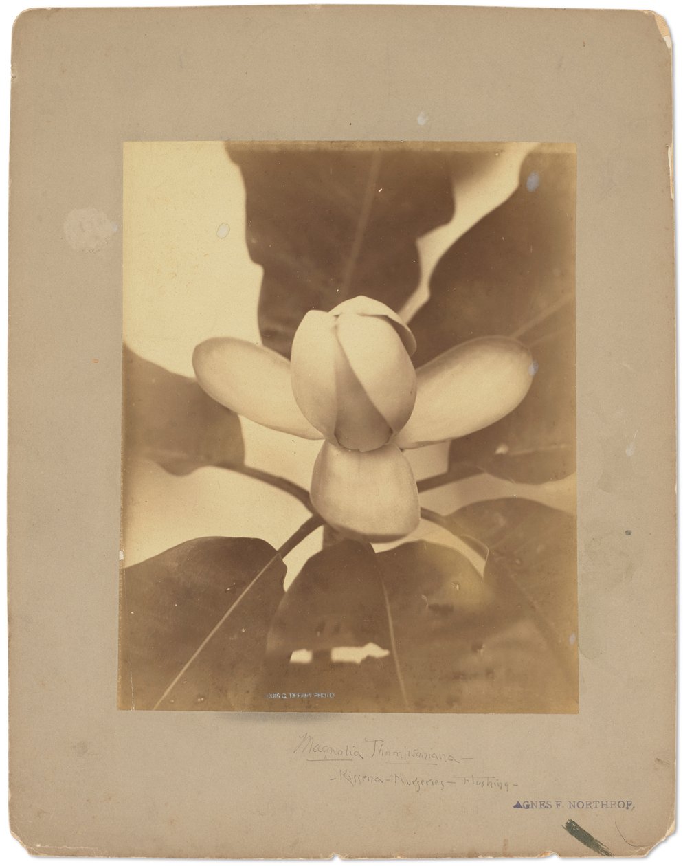 Tiffany Studios, ca. 1898-1920 (fotografi s/h) af Louis Comfort Tiffany