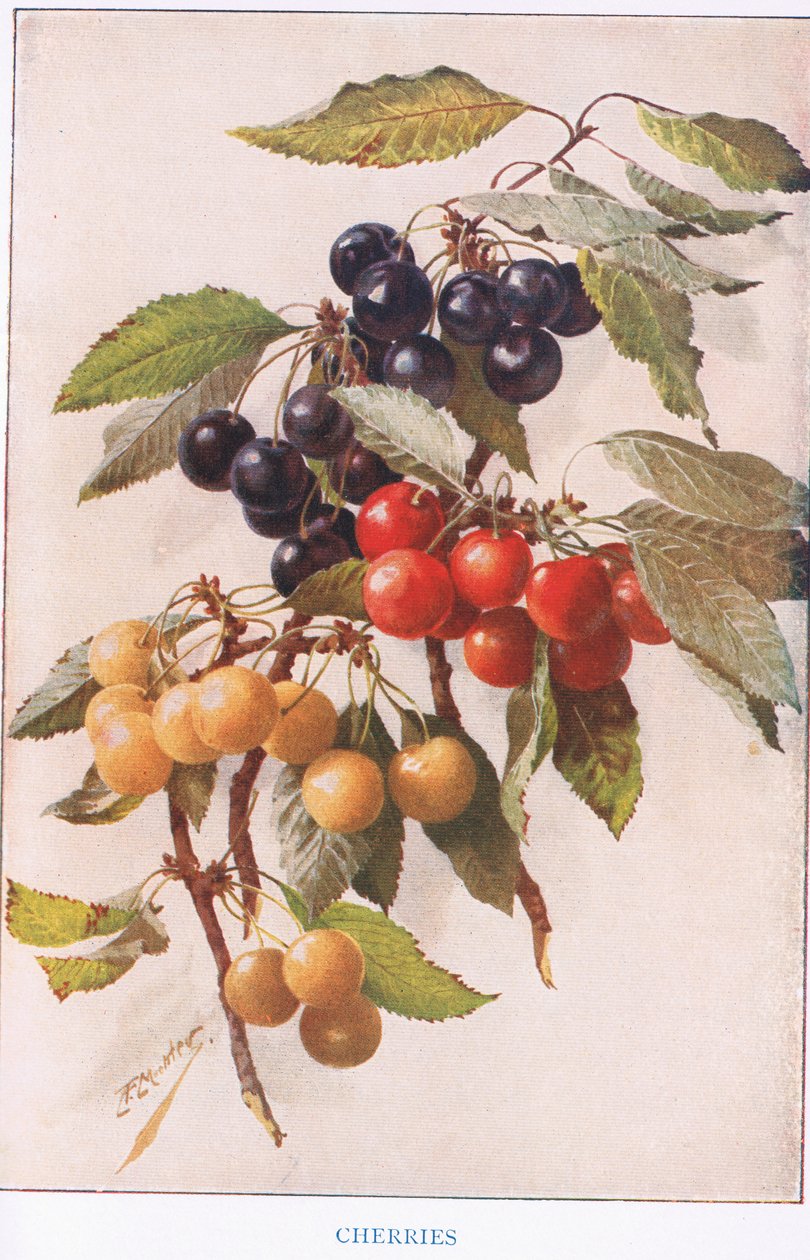 Kirsebær, illustration fra 