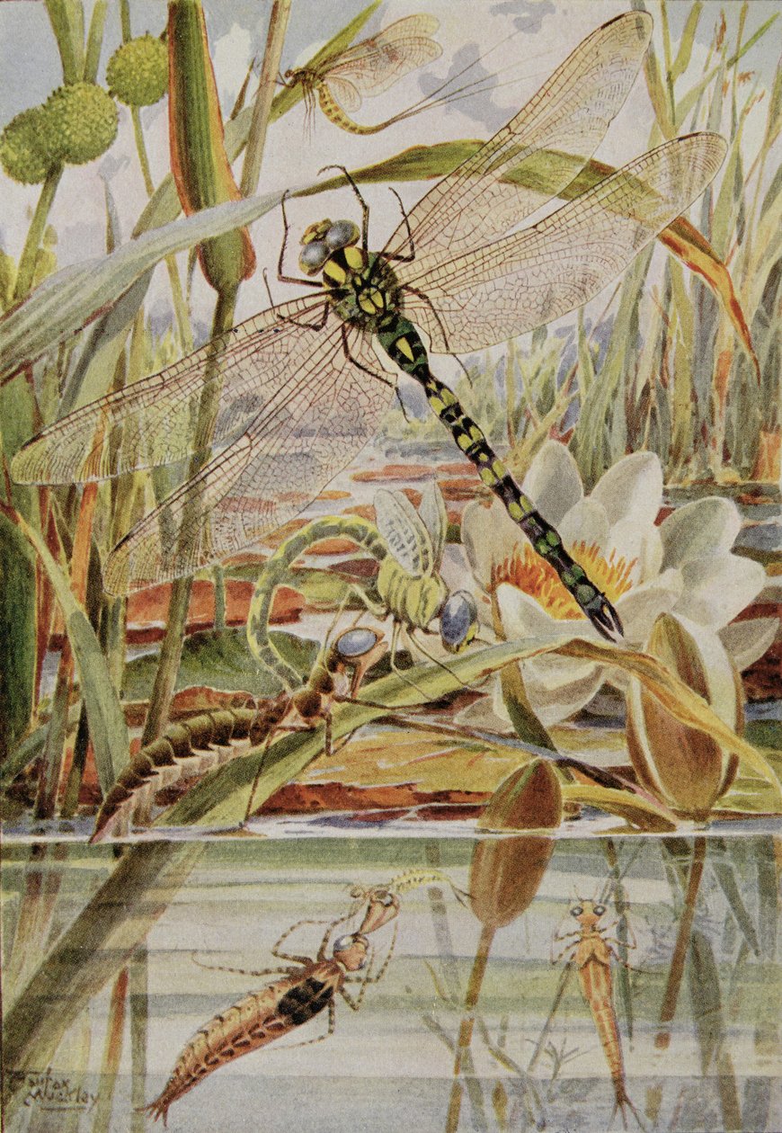 Dragonfly and Mayfly, illustration fra 