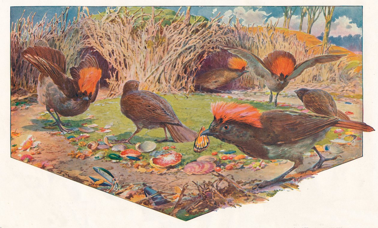 Gartner Bower Birds, 1911, 1911 af Louis Fairfax Muckley