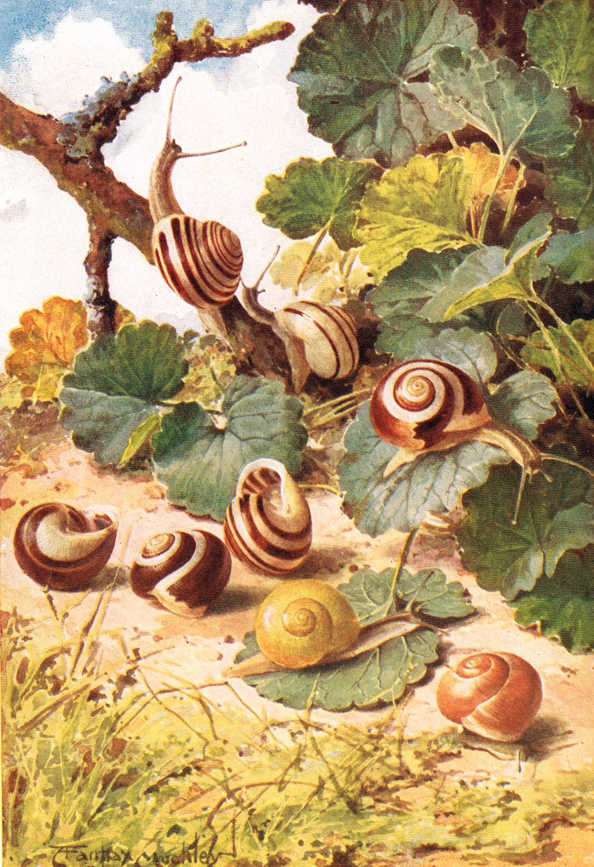 Landsnegle, illustration fra 
