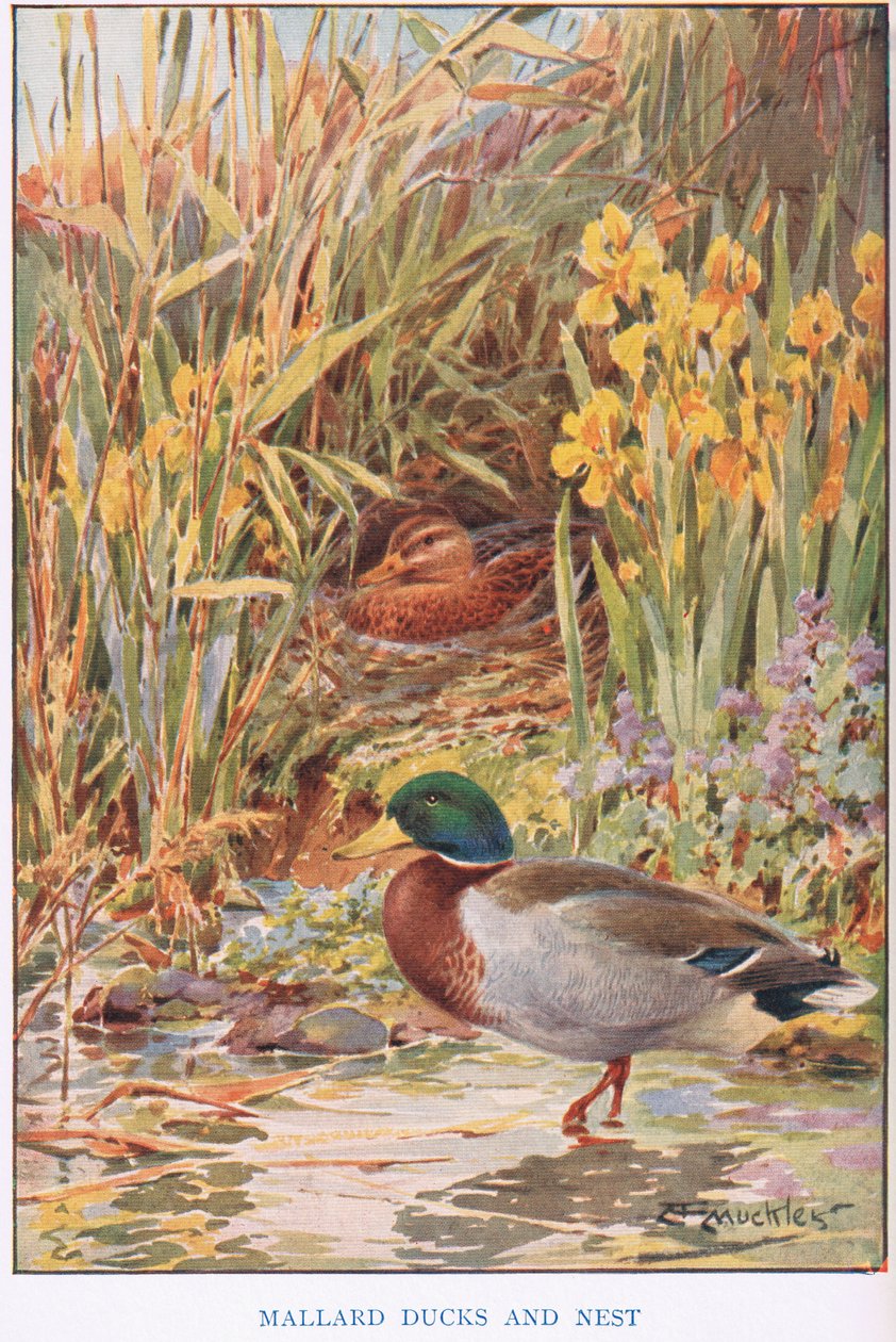 Mallard Ducks and Nest, illustration fra 