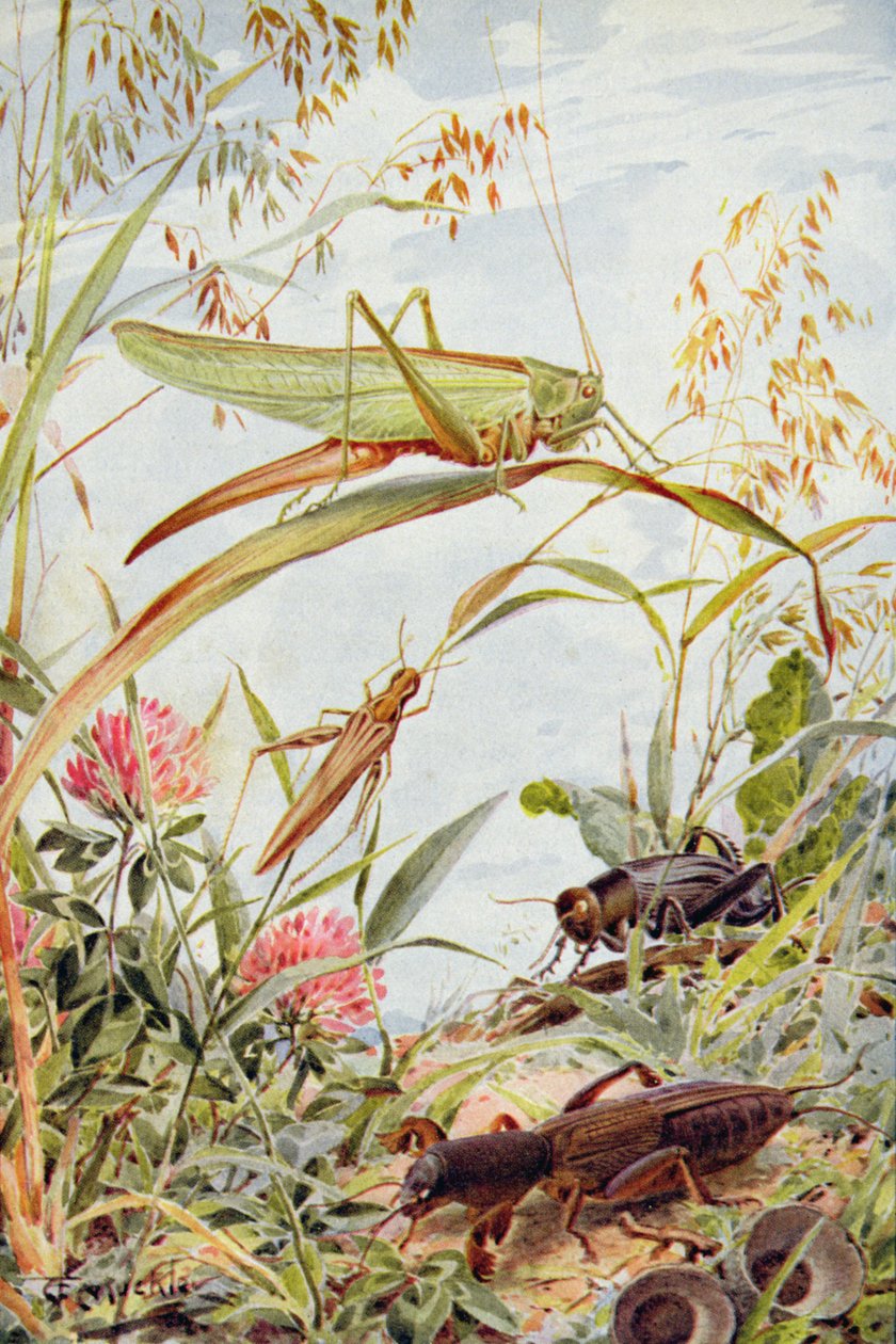 Musical Insects, illustration fra 