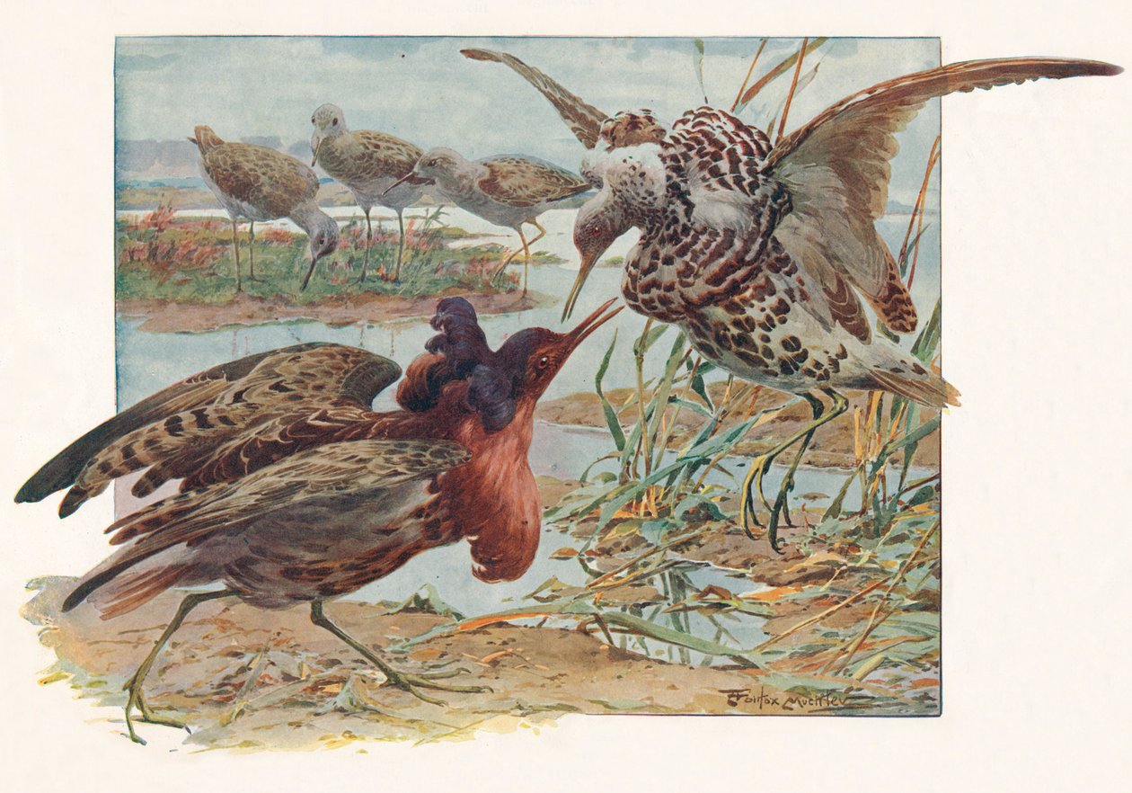 Ruffs and Reeves, c1910, 1911 af Louis Fairfax Muckley