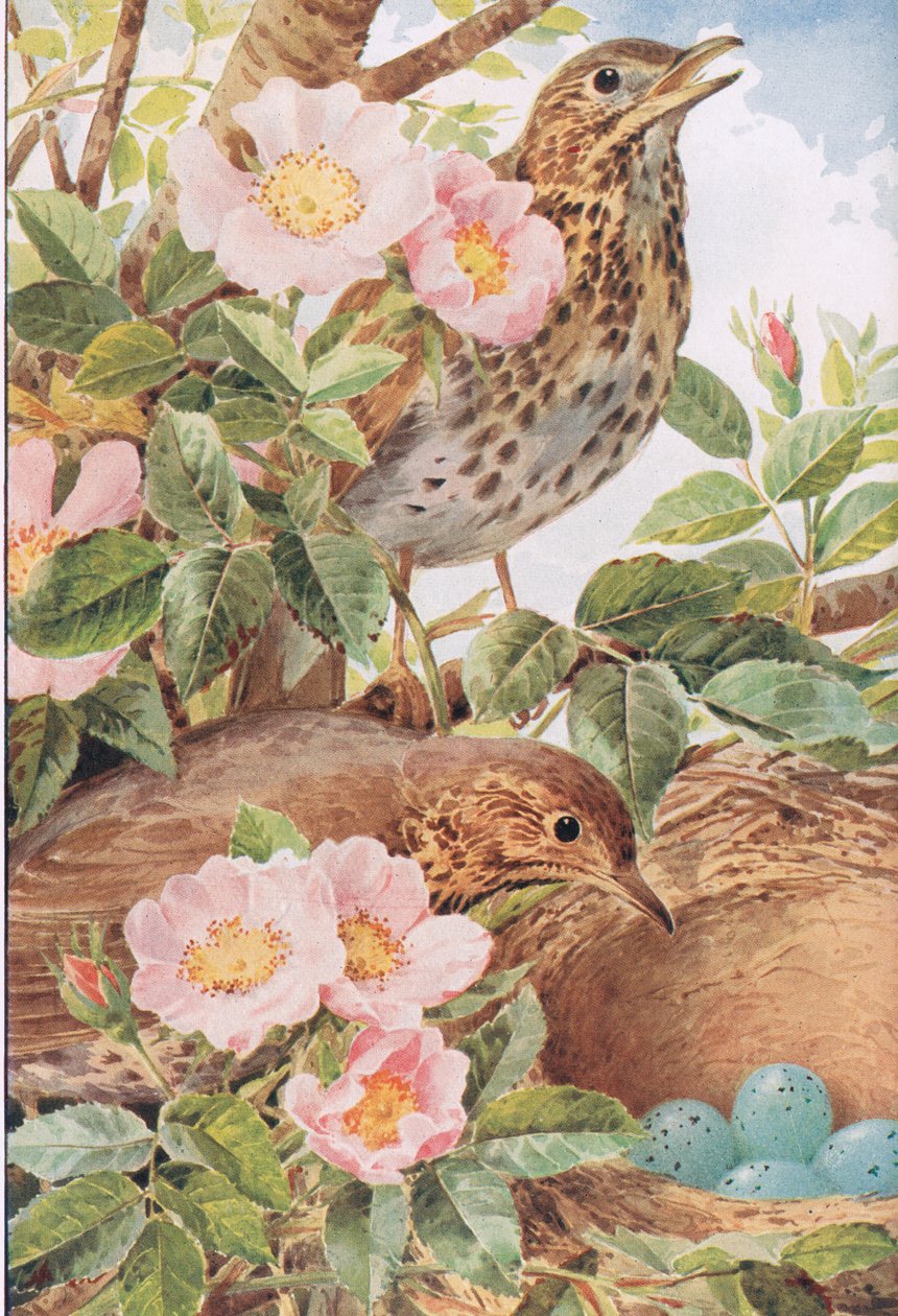 Sangdrosler med reden, illustration fra 