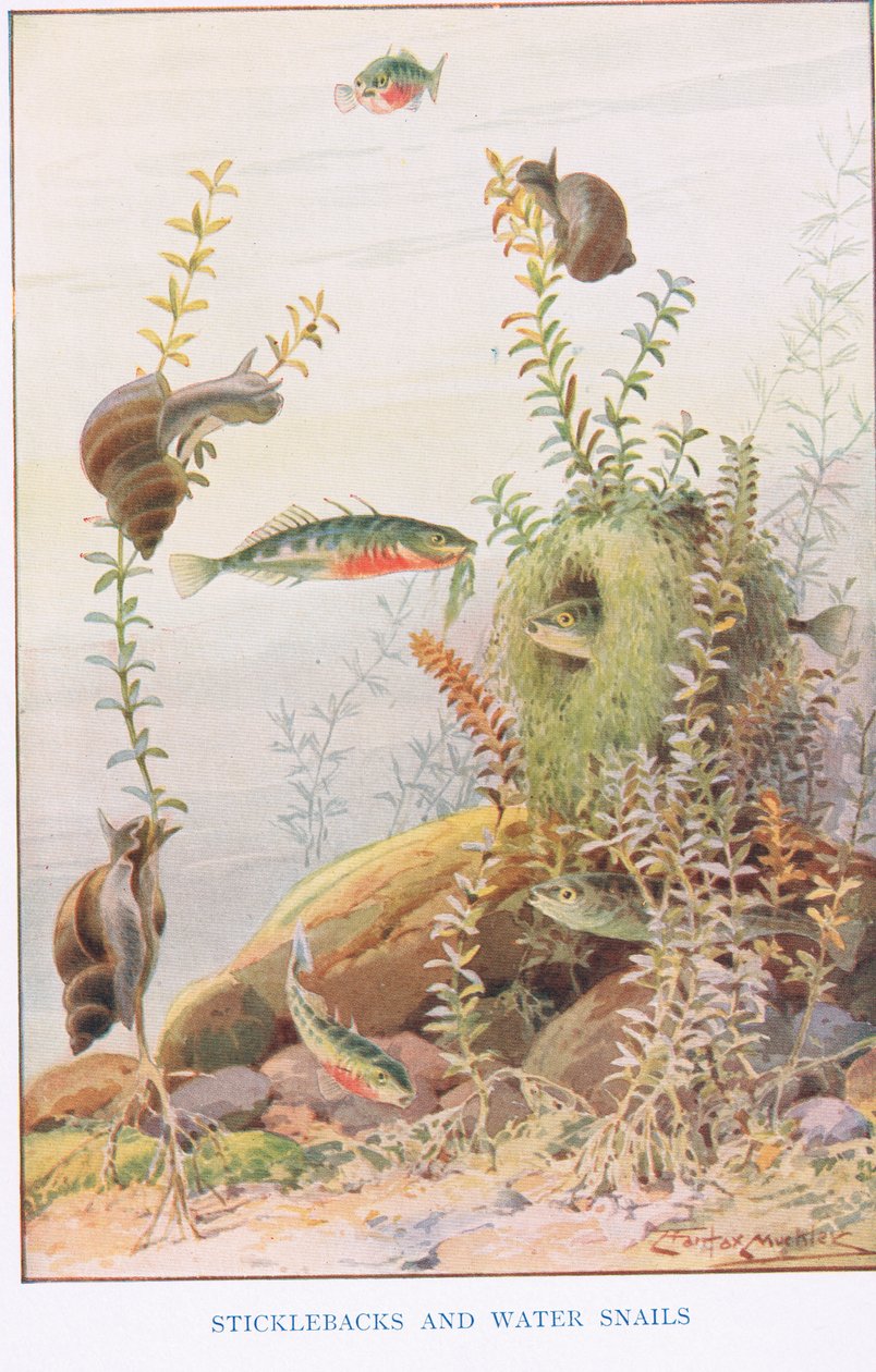 Sticklebacks og vandsnegle, illustration fra 