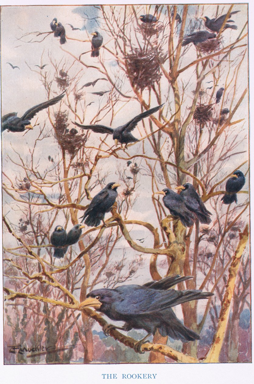 The Rookery, illustration fra 