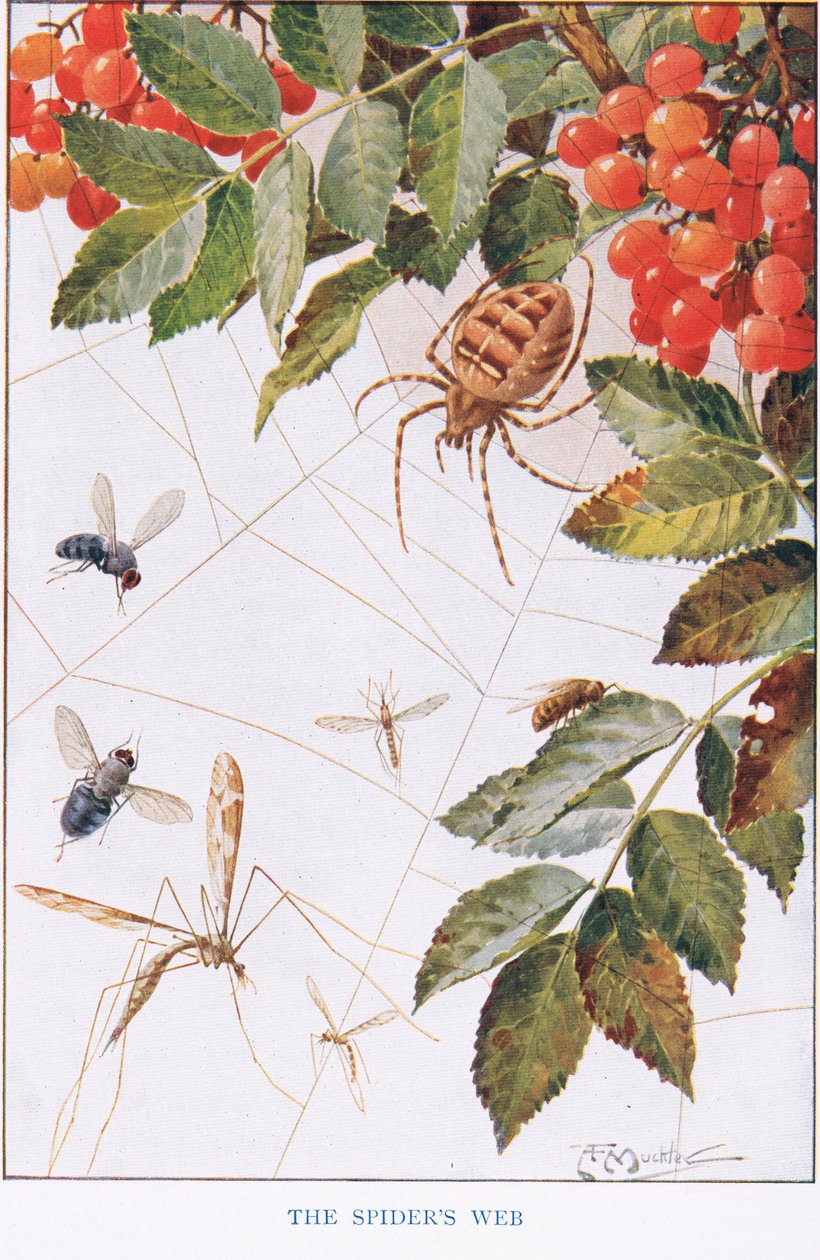 Spider