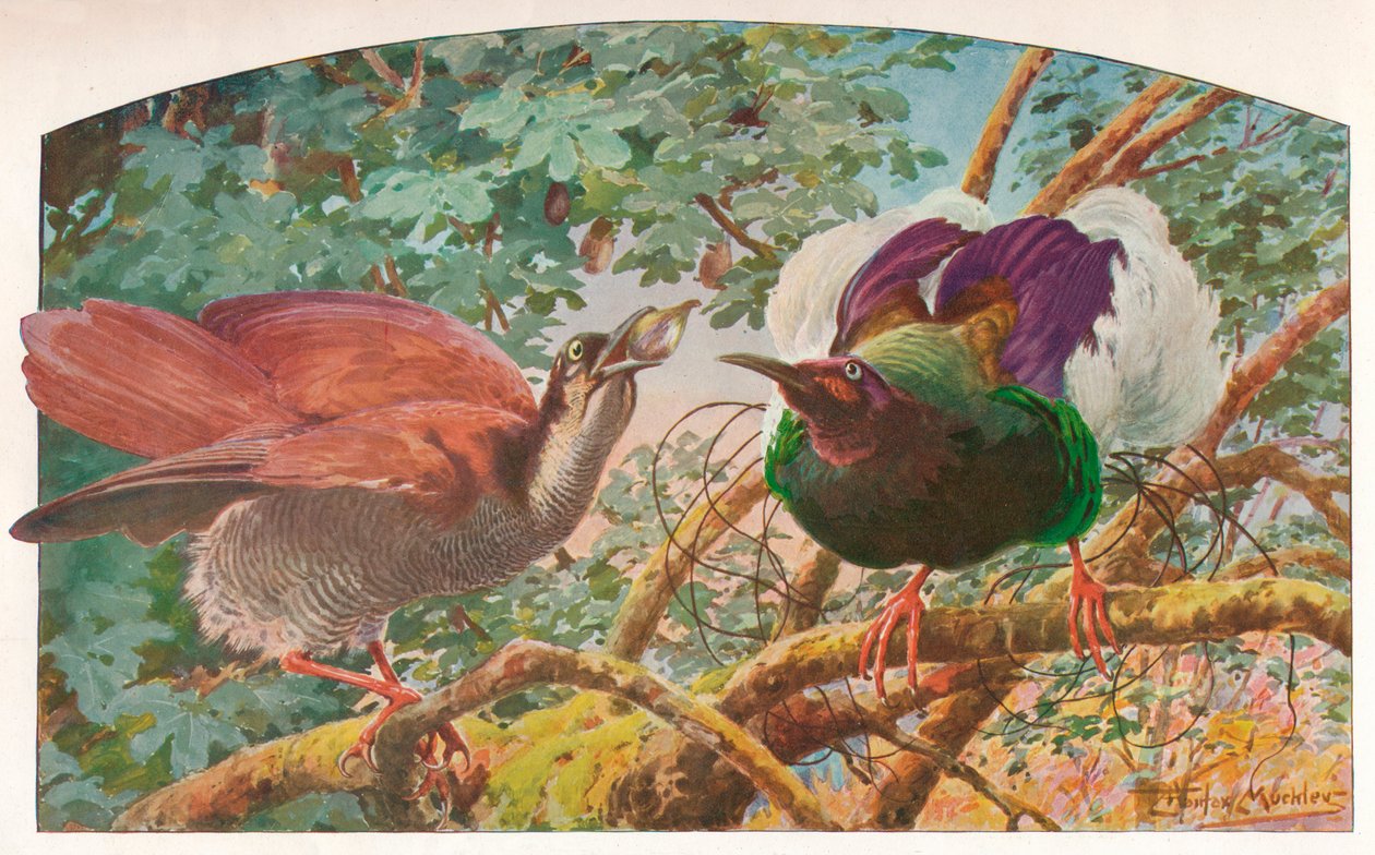 Tolvtrådede Paradisfugle, c1910, 1911 af Louis Fairfax Muckley