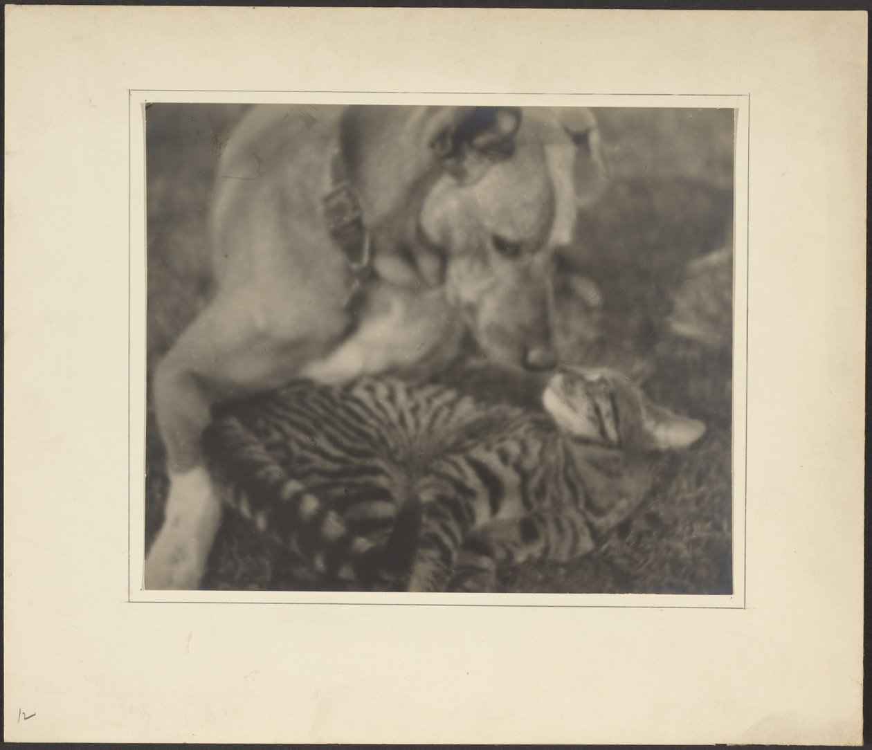 [Kat og hund] af Louis Fleckenstein