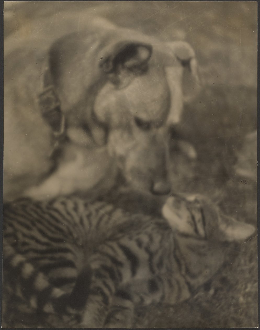 [Kat og hund] af Louis Fleckenstein