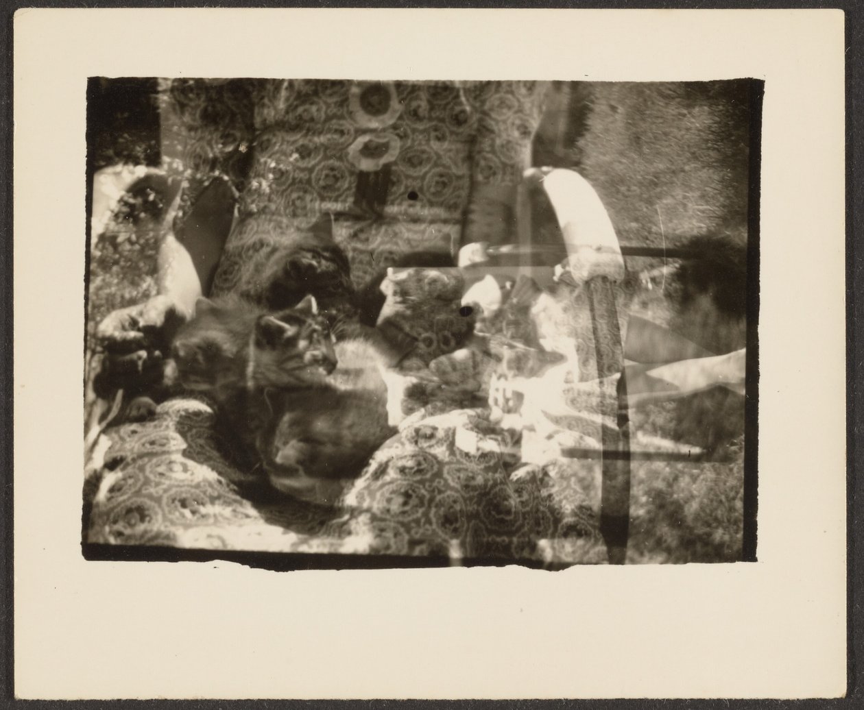 [Katte og refleksioner]. af Louis Fleckenstein