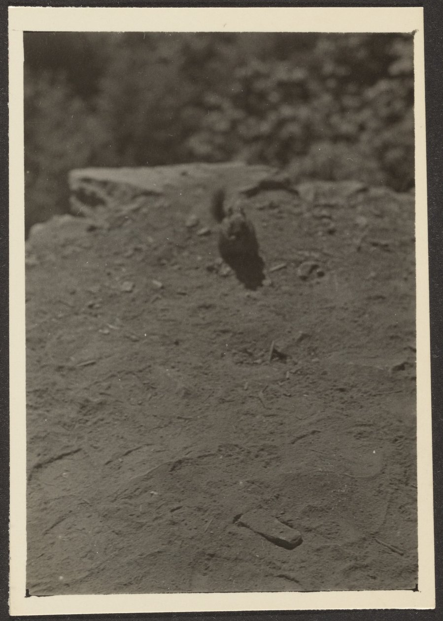 [Chipmonk on Trail]. af Louis Fleckenstein