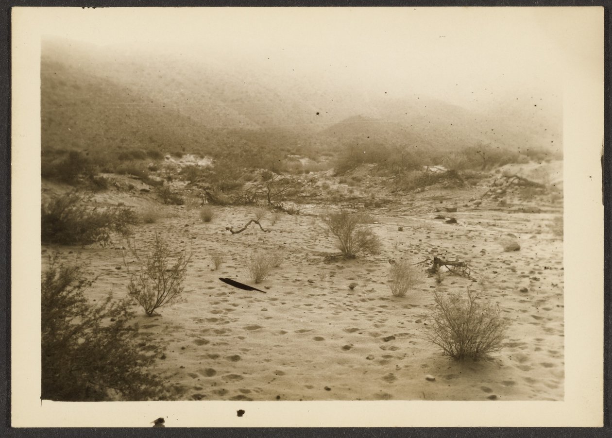 [Coyote Canyon] af Louis Fleckenstein