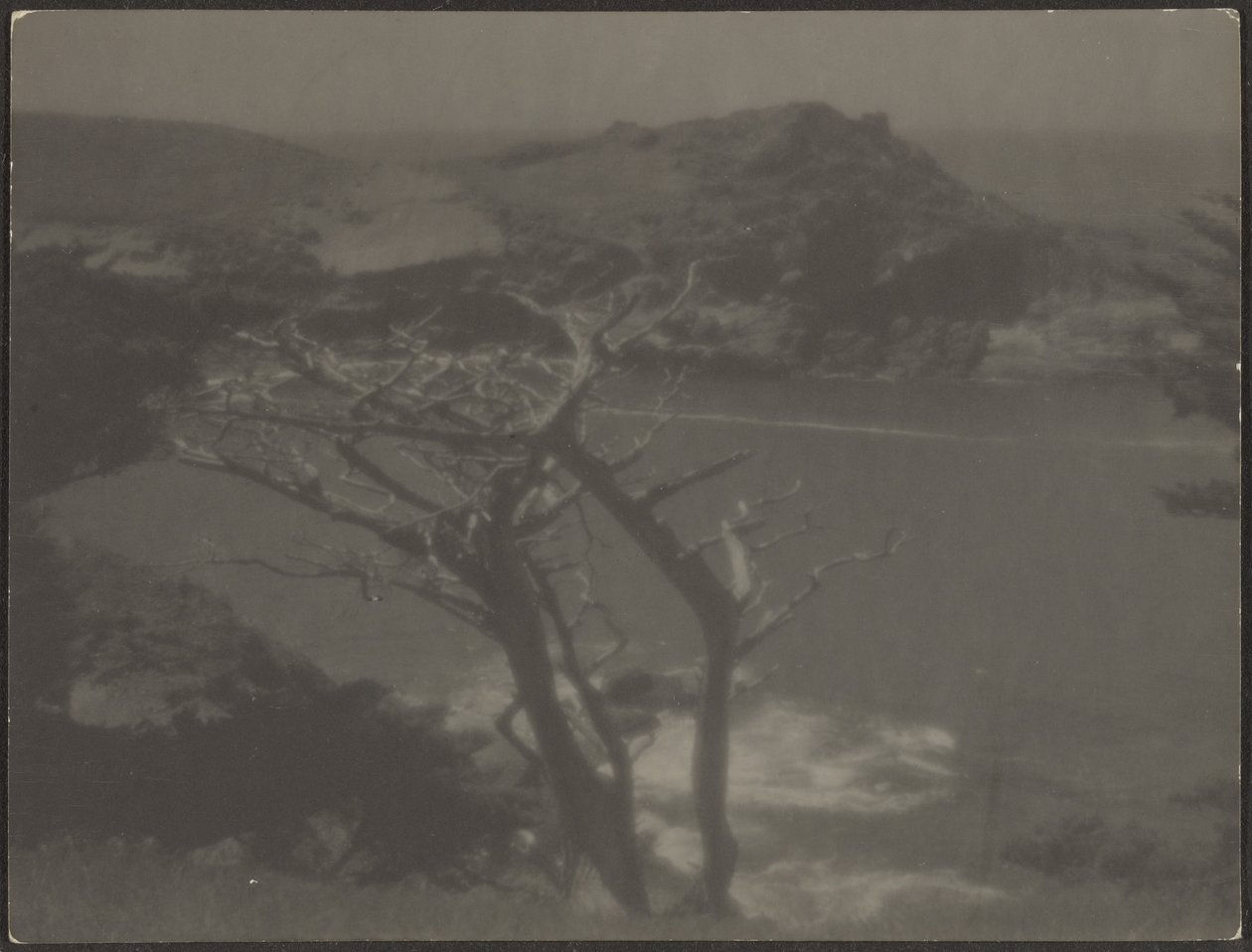 [Cypress on Coast] af Louis Fleckenstein
