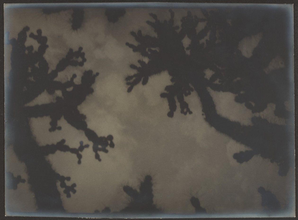 [Joshua Trees] af Louis Fleckenstein