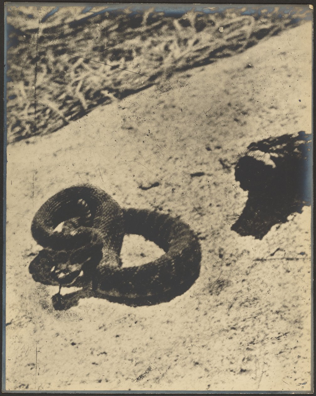 [Klapperslange] af Louis Fleckenstein