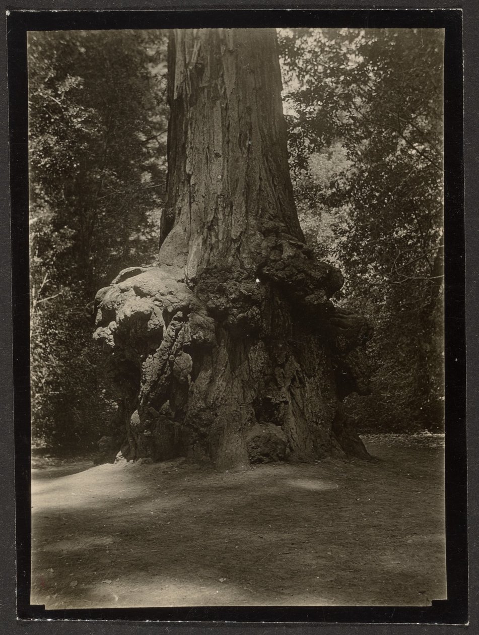 [Redwood, Big Basin] af Louis Fleckenstein