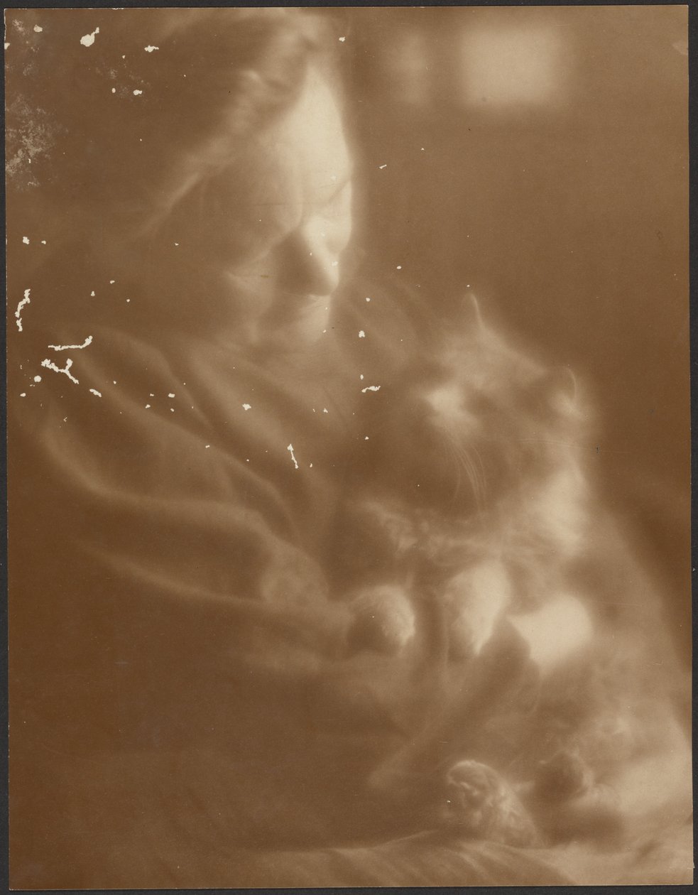 Kæledyr-angoraen af Louis Fleckenstein