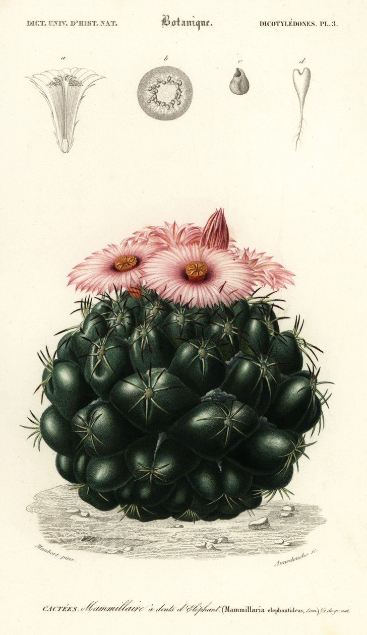 Bikubekaktus, Coryphantha elephantidens.,1849 (gravering) af Louis Joseph Edouard Maubert