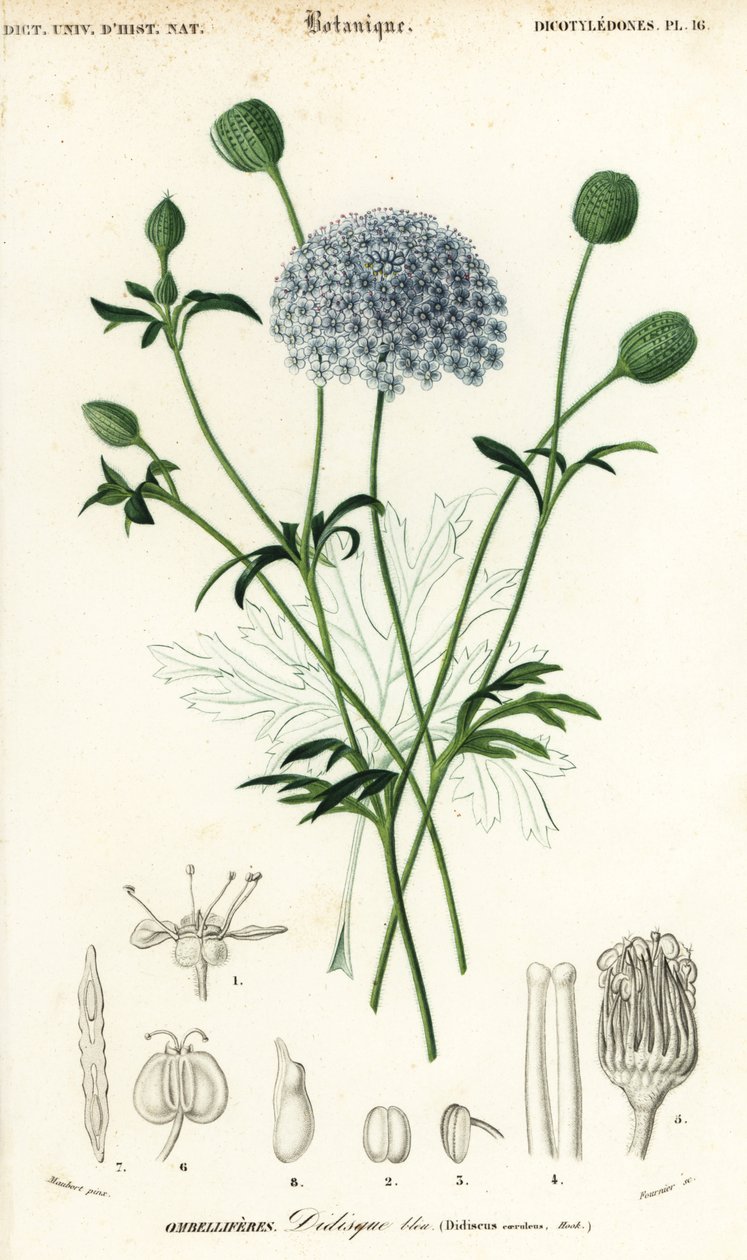 Blå blondeblomst, Trachymene coerulea. ,1849 (gravering) af Louis Joseph Edouard Maubert