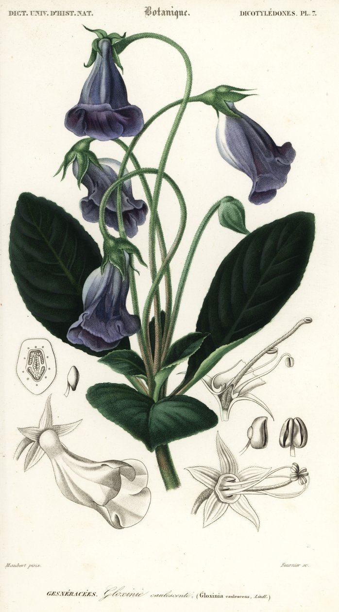 Brasiliansk gloxinia, Sinningia speciosa., 1849 (gravering) af Louis Joseph Edouard Maubert